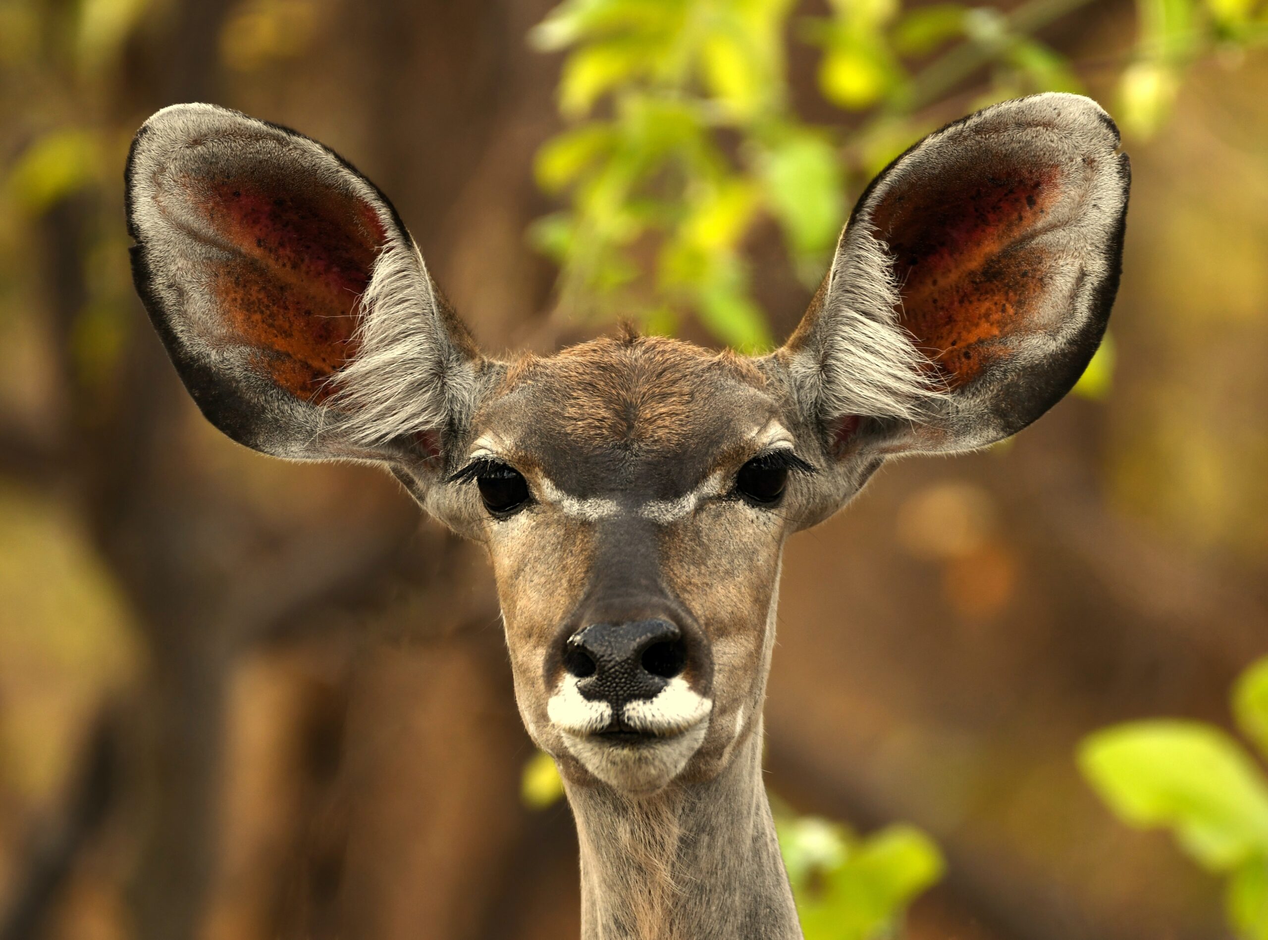 I’m All Ears!