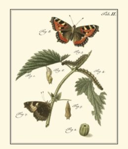 butterfly-metamorphosis-i