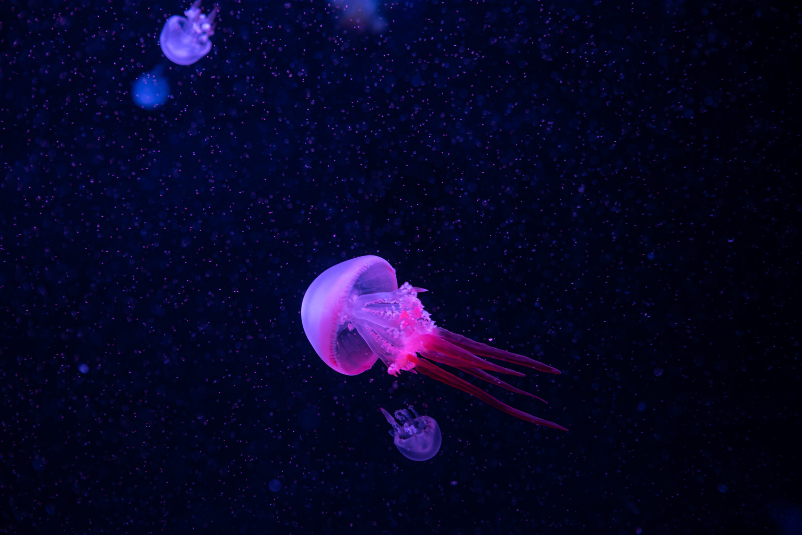 Go Deep