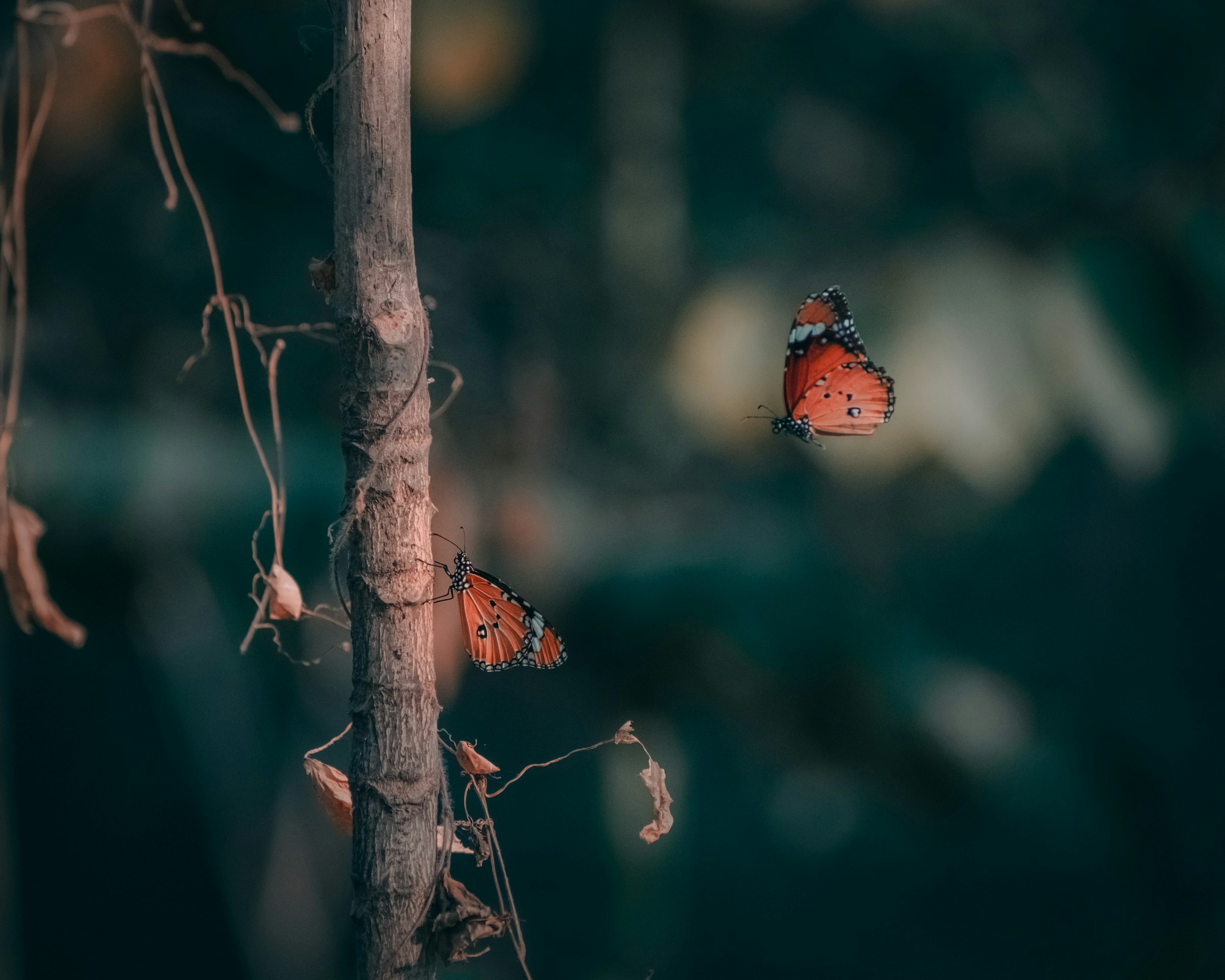 dark picture of butterfly in nature