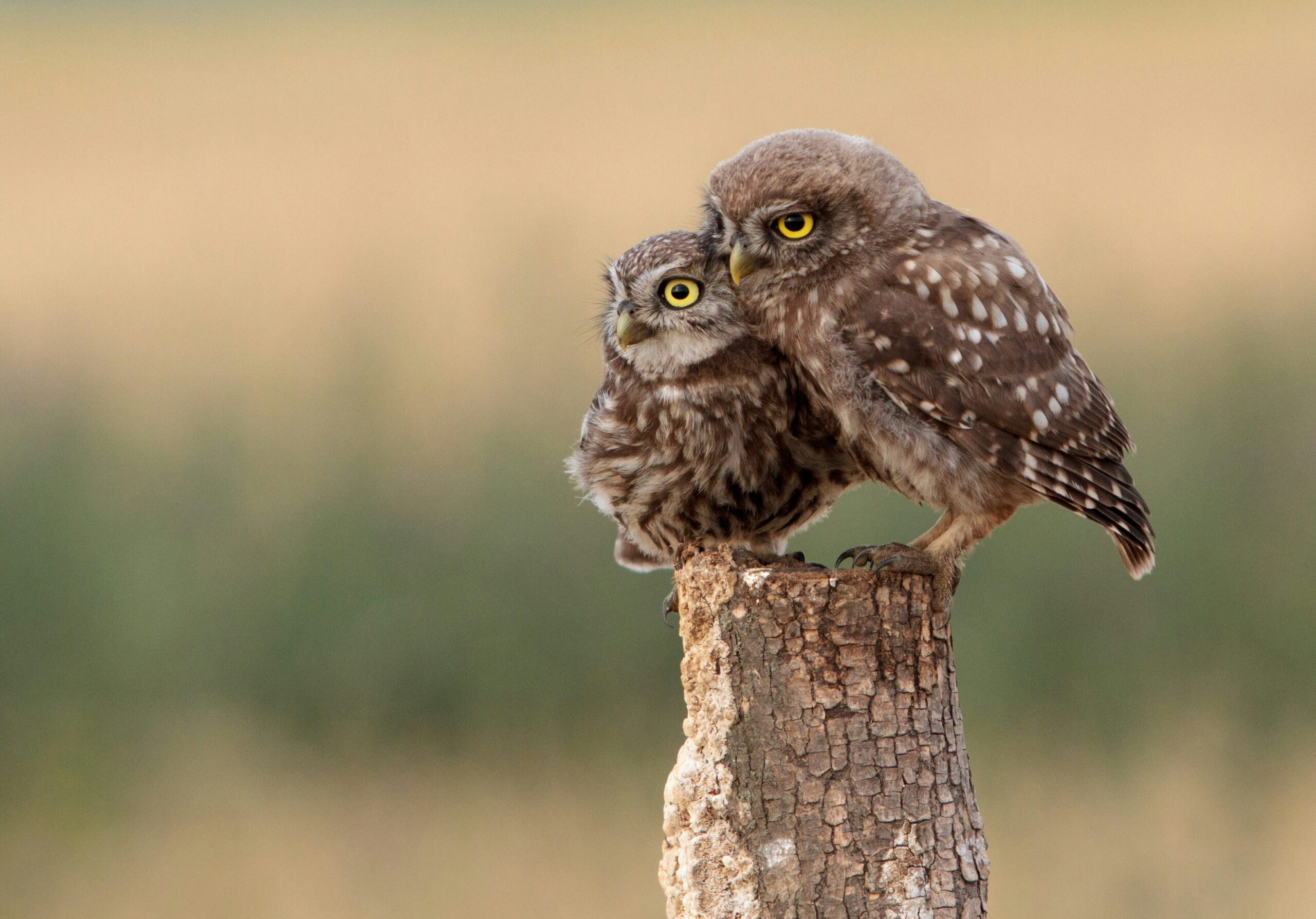 photo of 2 owls in nature