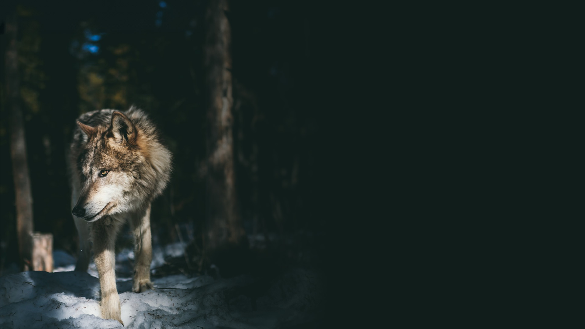 wolf in nature