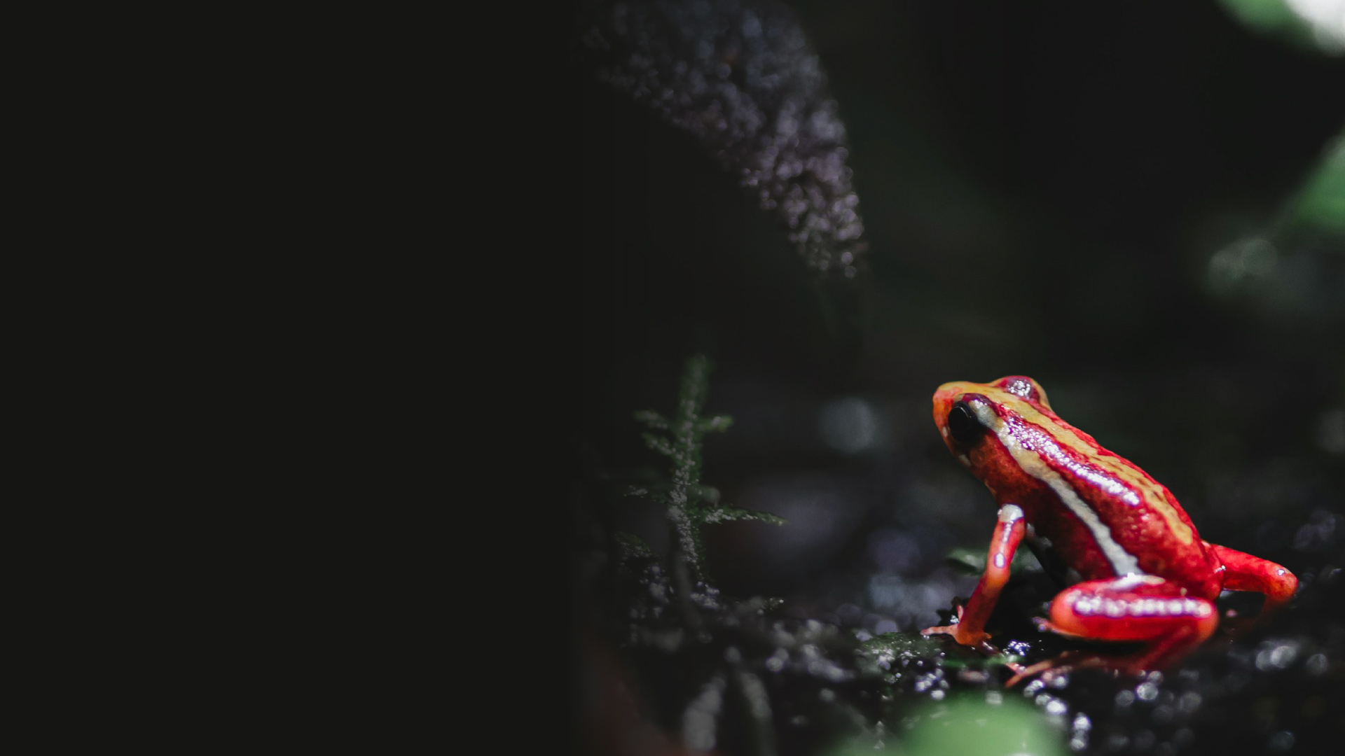 frog in nature