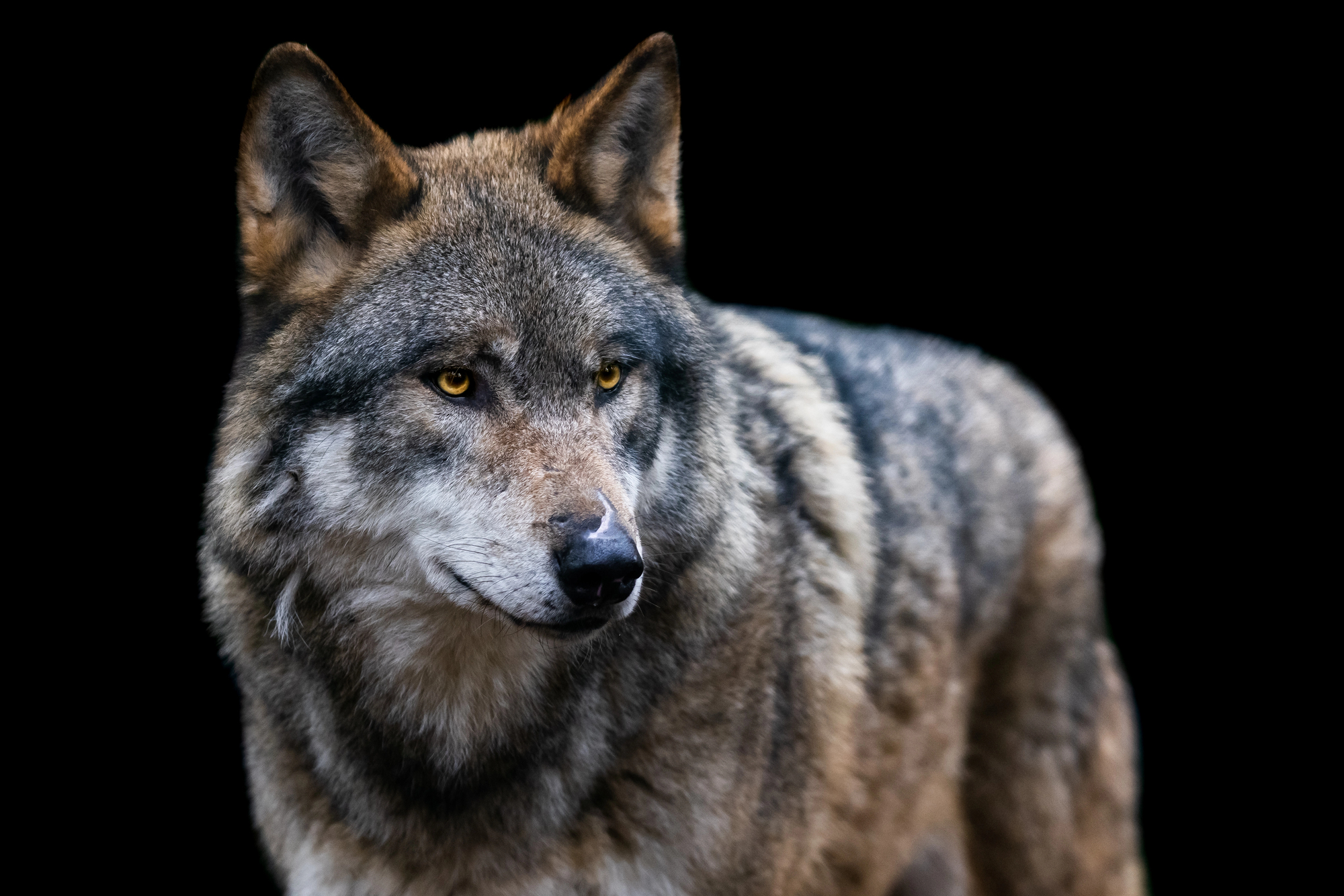 The Myth of the Lone Wolf
